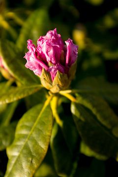Botanische kunst van een bloeiende Rhododendron | fine art natuur fotografie van Karijn | Fine art Natuur en Reis Fotografie