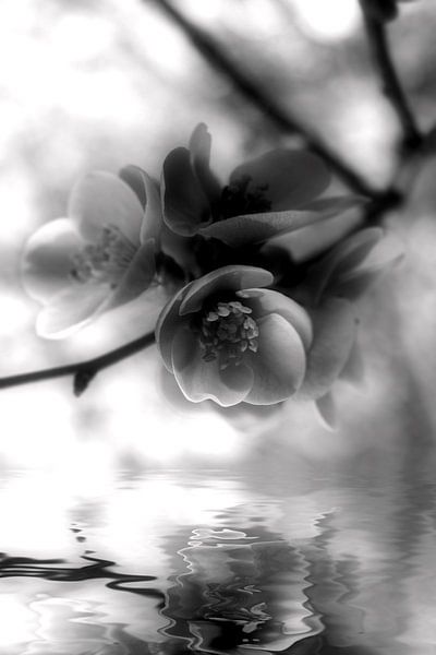 Flower by Dagmar Marina