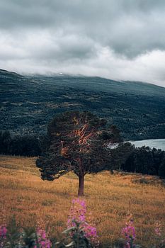 Norwegian tranquillity before the storm | Willowherb and a golden glow in Trollheimen