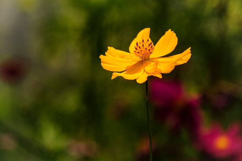La fleur jaune. par tim eshuis