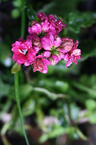 paars/roze bloem by Dewi Hoffs