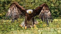 American white-tailed eagle