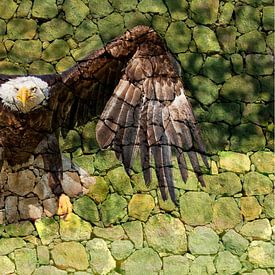 Amerikanischer Seeadler von Raymond Engelen