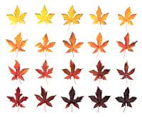 Autumn pattern