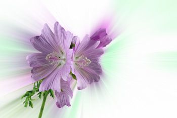 Die Wilde Malve Malva sylvestris, vor einem abstrakten Hintergrund