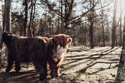Scottish Highlander in the morning sun
