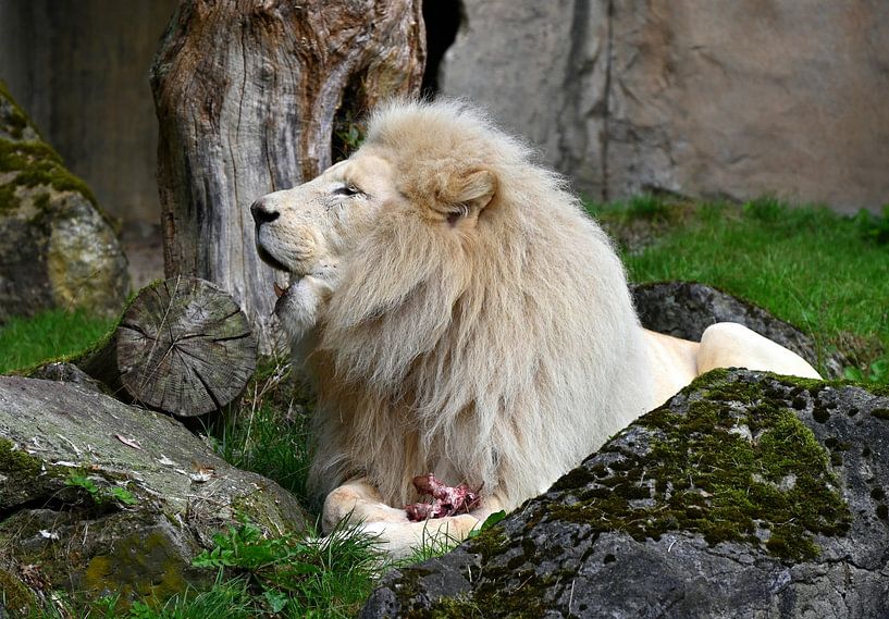 White lion. by Jose Lok