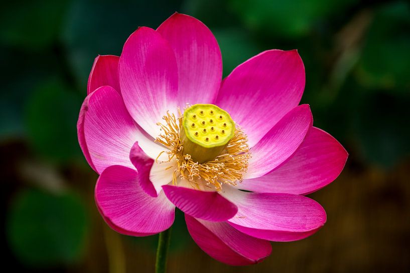 Lotusbloem Tokio van Luis Emilio Villegas Amador