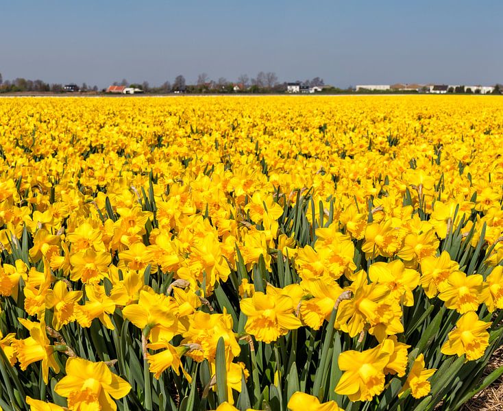 Bulbfield of daffadils, Anna Pauwlona, Noord-Holland, , Netherlands by Rene van der Meer