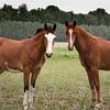 Zwei Pferde im Gespräch von Jan van der Knaap