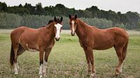 Twee paarden in overleg van Jan van der Knaap thumbnail