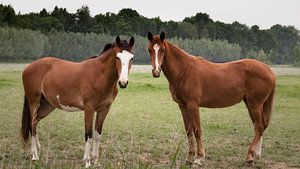 Zwei Pferde im Gespräch von Jan van der Knaap