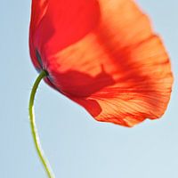 Mohnblume