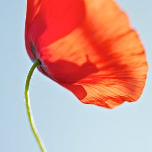 Coquelicot