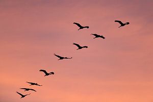 Crane birds flying in a sunset during autum