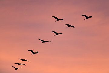 Kraanvogels vliegen in een zonsondergang tijdens de herfst