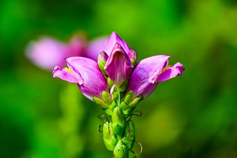#Flowers by Hannie Berkers-Looijmans