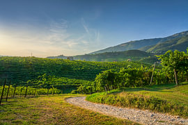 Route de campagne à travers les vignobles de Prosecco à Valdobbiadene sur Stefano Orazzini
