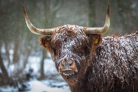 schottischer Highlander von Robin Smit