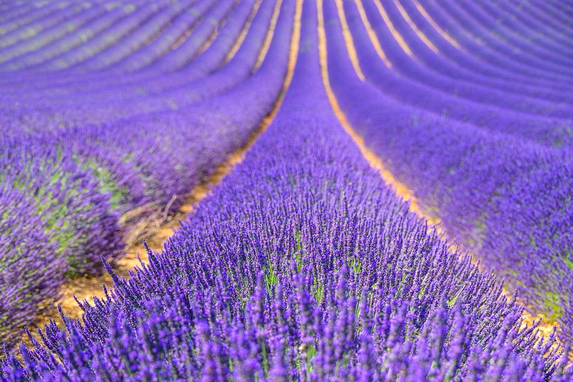 Blühender Lavendel in der Provence an einem Sommertag von Sjoerd van der Wal Fotografie