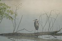 Blauwe reiger tijdens de zonsopkomst in de Cranenweyer