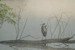 Blauwe reiger tijdens de zonsopkomst in de Cranenweyer