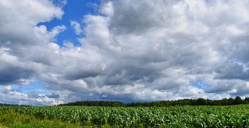 Een maïsveld in de zomer