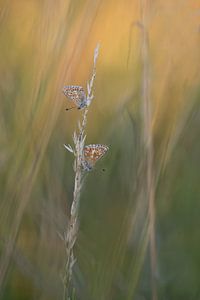 together by Remco loeffen