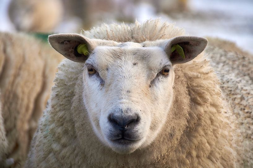 Texel sheep by Ad Jekel