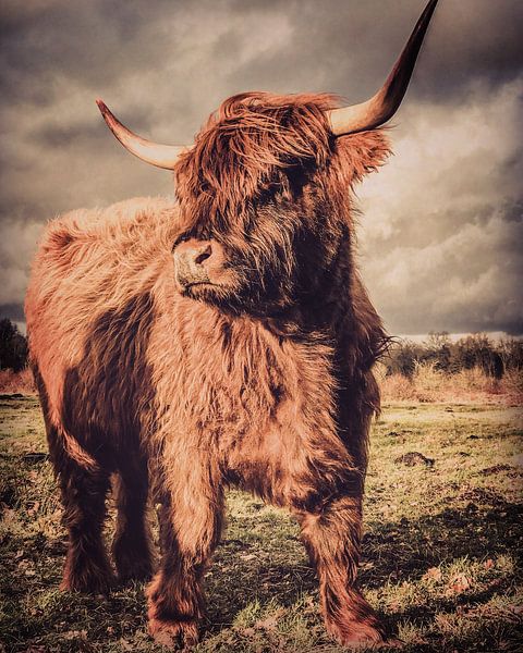 Schotse hooglander by Erica Kuiper