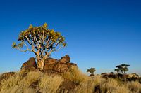 Quiver tree