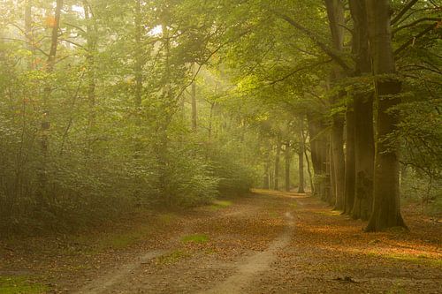 De herfst begint zijn intrede te doen in Zoomland in Bergen op Zoom
