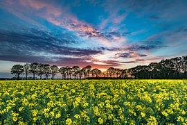 bloeiend koolzaad van Fred van Bergeijk