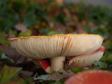 fly agaric (mushroom) in the forest during autumn. close-up of the spores by Eline Oostingh