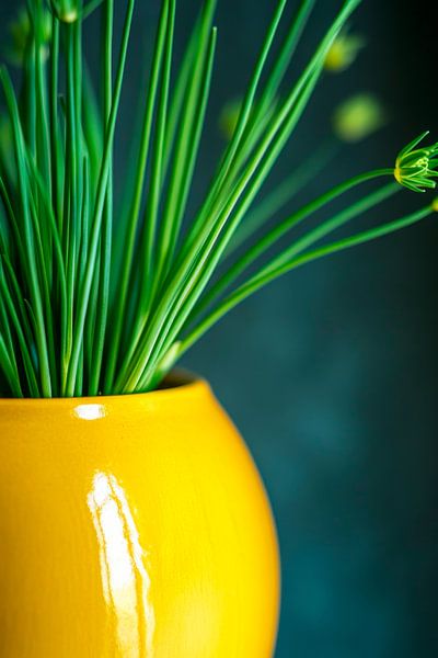 Ciboulette verte par Poster Art Shop