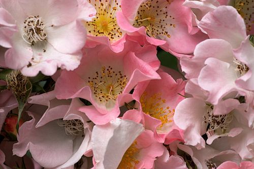 a closeup of a dog rose