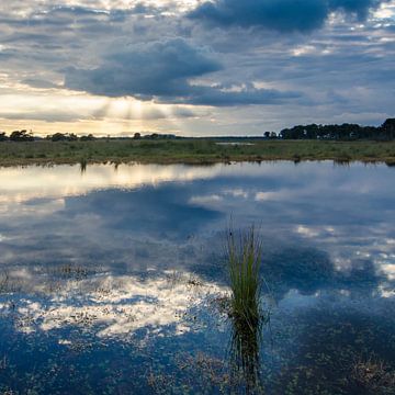 Strabrechtse Heide 133 by Deshamer