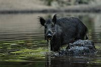 Boar in water