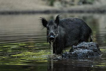 Wildschwein im Wasser von Pieter Roos
