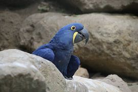 Hyacintara by Denise van Eck