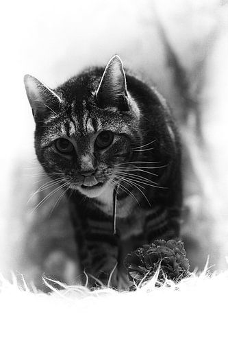 On a bed of roses...