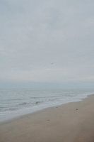 Gull on the deserted beach