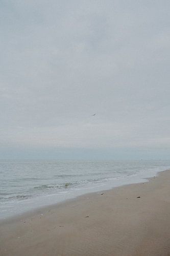 Möwe auf dem einsamen Strand