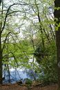 Spiegeling in het bos van Jurjen Jan Snikkenburg thumbnail