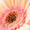 Macro foto van een geel-roze gerbera van Monique van Helden
