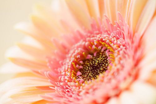 Macro foto van een geel-roze gerbera