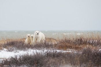 Mother & cubs at the seaside
