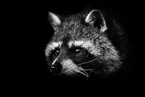 Cute fluffy little animal raccoon,