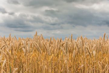 Grain, golden beauty by Ans Bastiaanssen