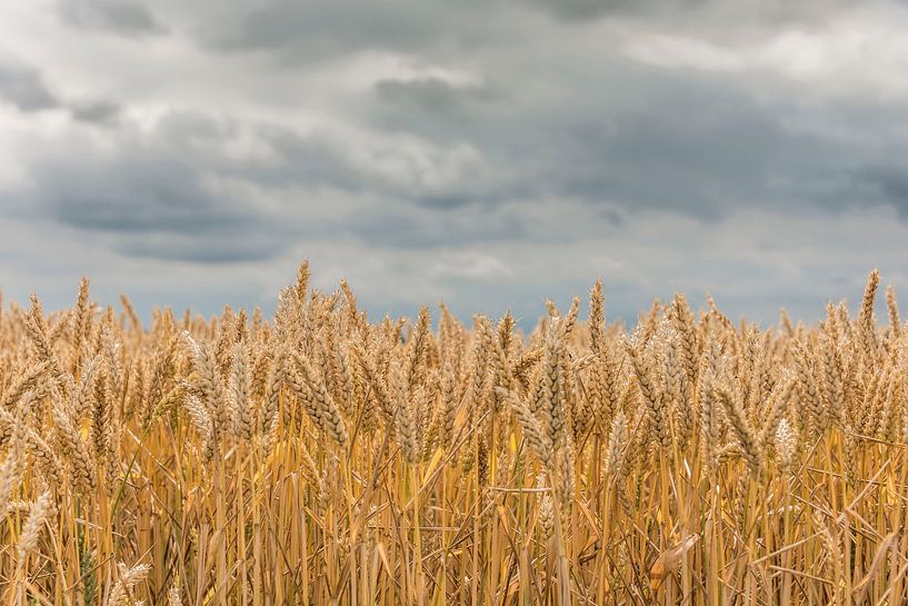 Grain, golden beauty by Ans Bastiaanssen